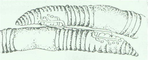 posiciond e la lombriz en la fase de 
acoplamiento