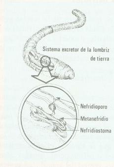 EXCRECCION DE LA LOMBRIS