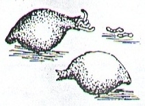 FAse de expulsion de las crias de la 
capsula 
o huevo despues de una incubacion de 14 dias