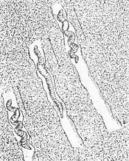 movimientos efecutuados por la lombriz