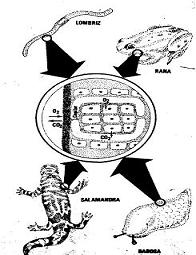 RESPIRCION DE LA LOMBRIS