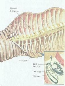 SISTEMA EXCRETOR DE LA LOMBRIS