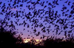 Check out the Bat Cave!