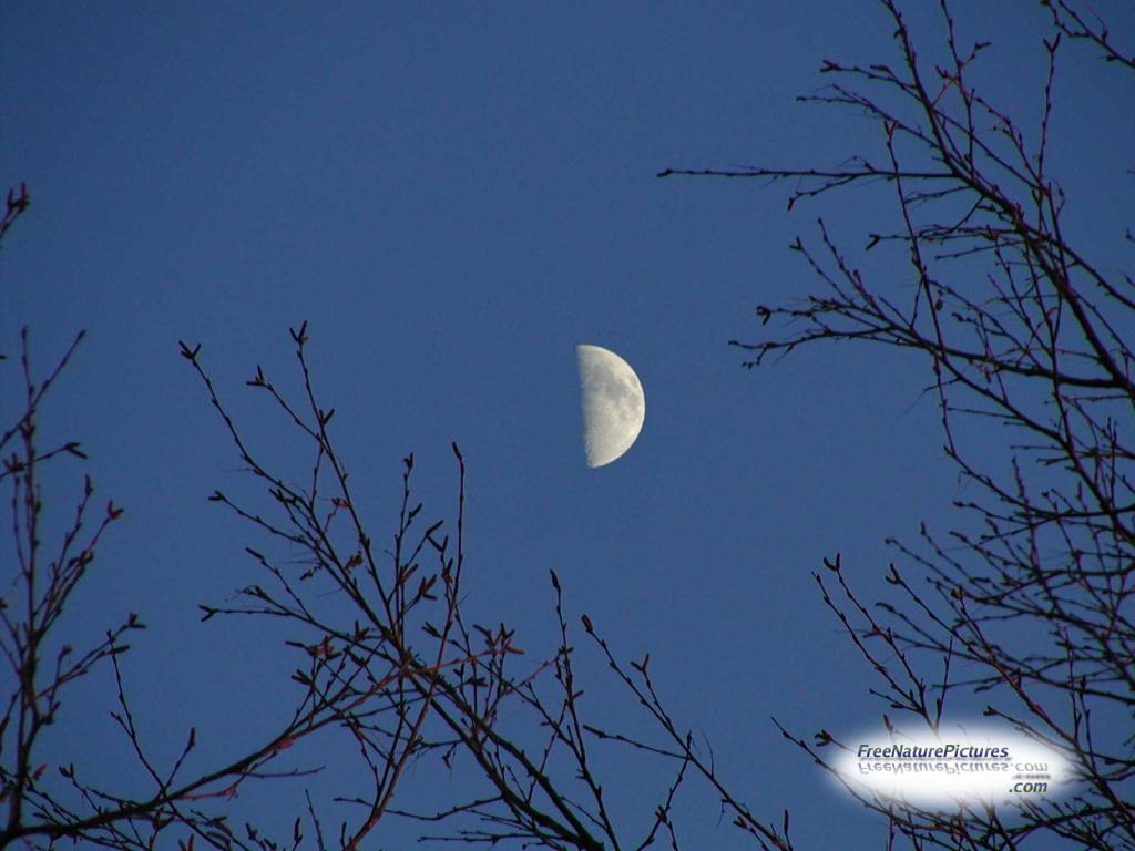 Moon Picture courtesy of Free Nature Pictures.