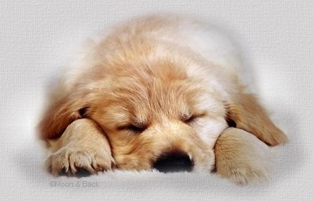 dog/picture