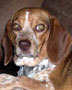  Abbie 