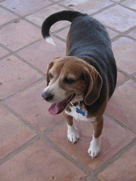 beagle adoption dfw