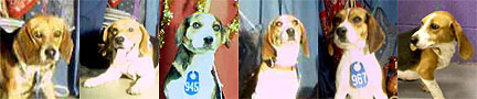  Please help the Houston Beagles 