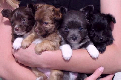 Arm Full of Puppies
