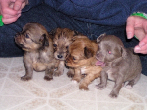 Puppies