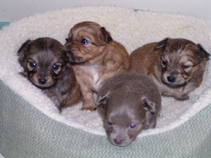 Puppies