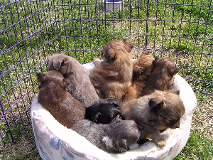 Puppies