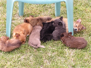 Puppies