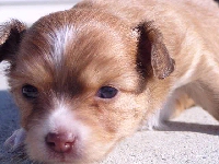 Puppy