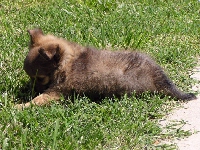 Puppy