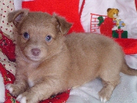 Puppy