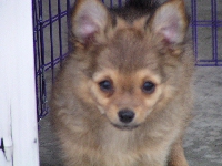 Puppy
