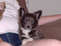 Puppy