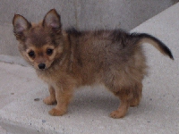 Puppy
