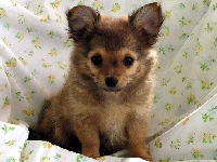 Puppy