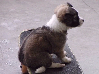 Puppy