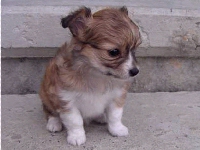 Puppy