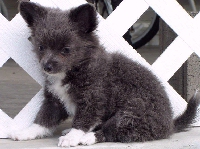 Puppy