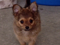 Puppy