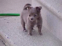 Puppy
