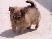 Puppy