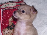 Puppy