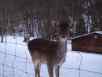 Kid and doe