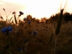 Cornflowers and field poppy