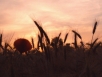 Wheat field sunset