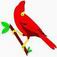 State bird of Indiana is the Cardinal
