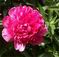 State flower of Indiana is the Peony