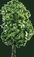 State tree of Indiana is the Tuliptree
