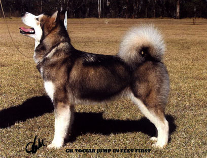 Jump winning Junior In Show at the NSW Malamute Club Show May 2004