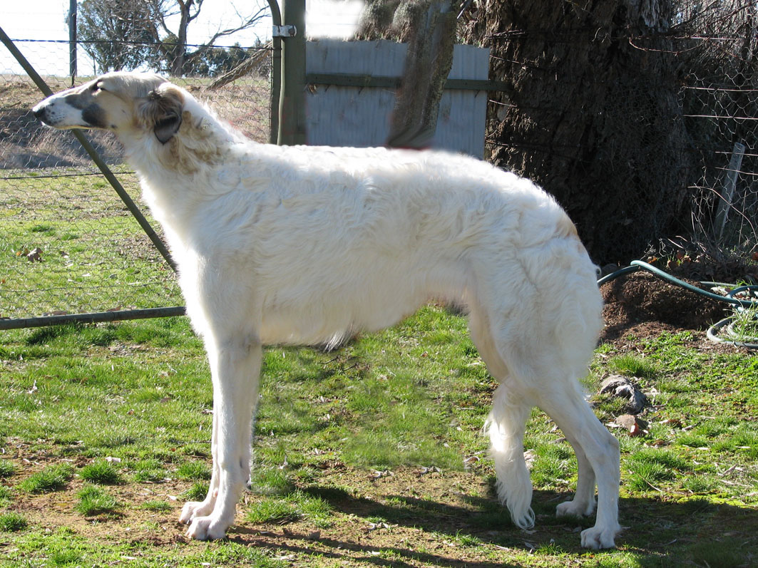 Zeena 2006
