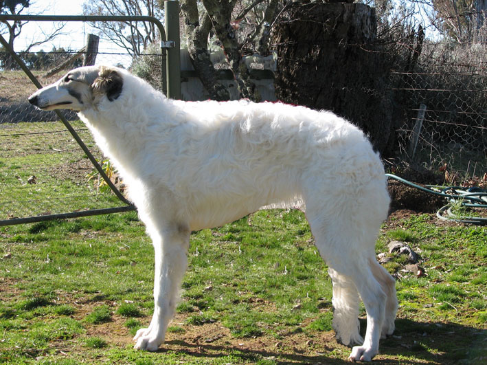 Zeus 2006