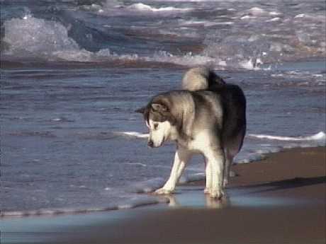 First time in the surf June 2003