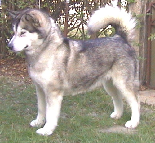 Raven January 2003