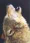 Malamute Ring Homepage