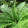 Blechnum Silver Lay