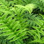 Stewart Island Fern