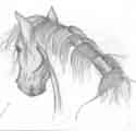 Horse head