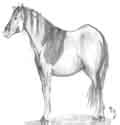 Weight Challenged Pony