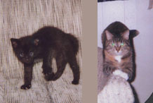 Debbie's kitties, Beamer and Kate