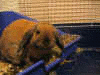 Bok ! Bok ! Bok ! Boww!       ...Bok!  Boww!
