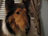 Duke